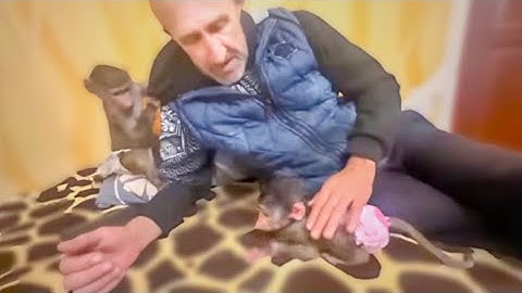ПЕРВАЯ ВСТРЕЧА Люси и Мани:’’Папа, я же тебя просила мать одну из дома больше не выпускать!’’