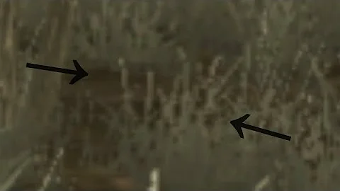 u-¹²⁰/Uxu in žolė iš Knives Out