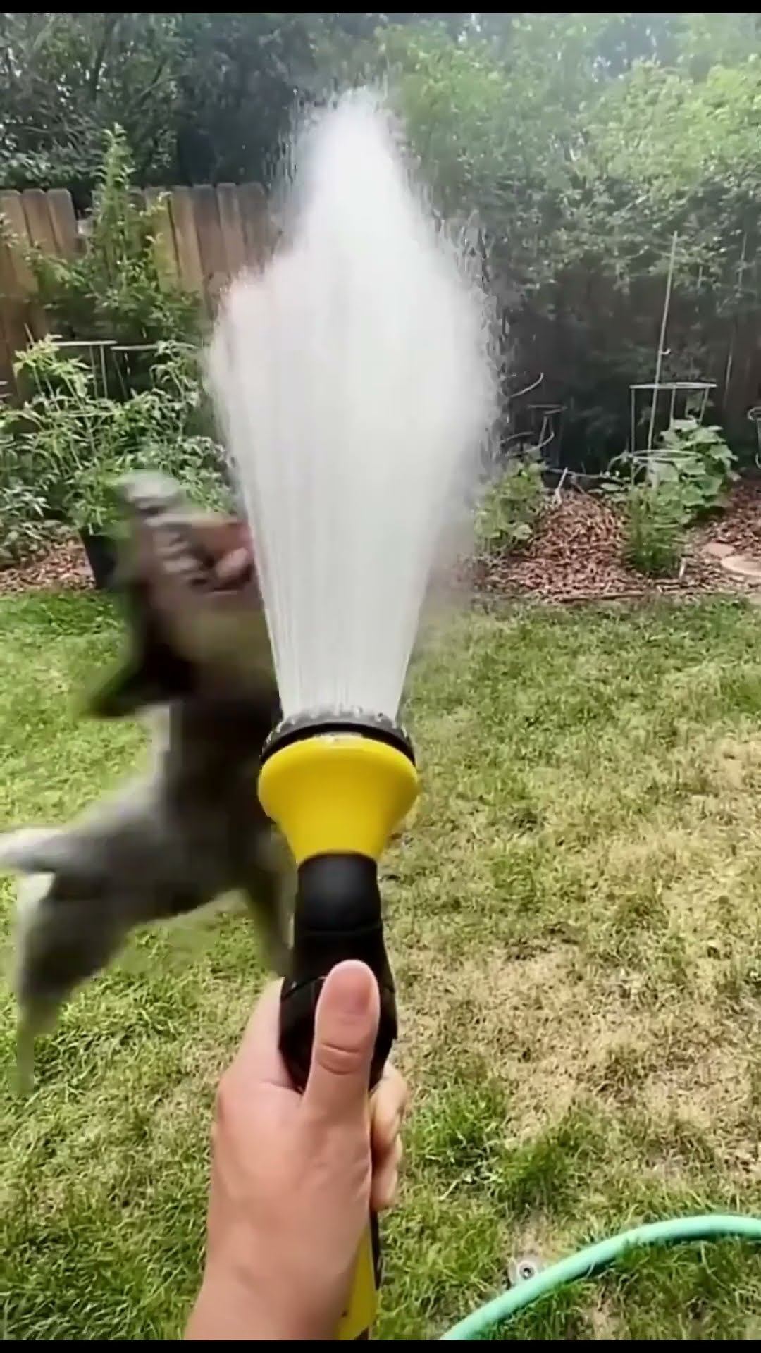 O CACHORRO BRINCANDO COM A ÁGUA #shorts