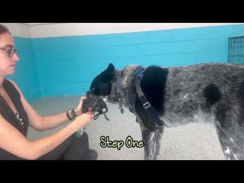Muzzle Acclimation Video 2025
