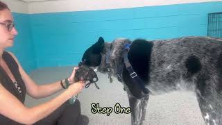 Muzzle Acclimation Video 2025