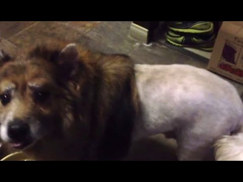 cute-dog-gets-ugly-lion-haircut-|-what's-trending-now