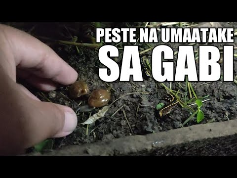 Video: 3 Mga Paraan upang Papatayin ang Mga Pests sa Herb Gardens