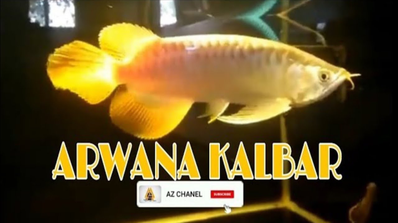 Togel Arwana Hari Ini
, Arwana Kalimantan Barat Youtube