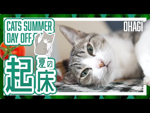 猫の夏の起床