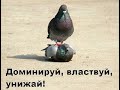 Очередные козни маркетплейсов: Вышел из автоакции? Ты пессимизирован!