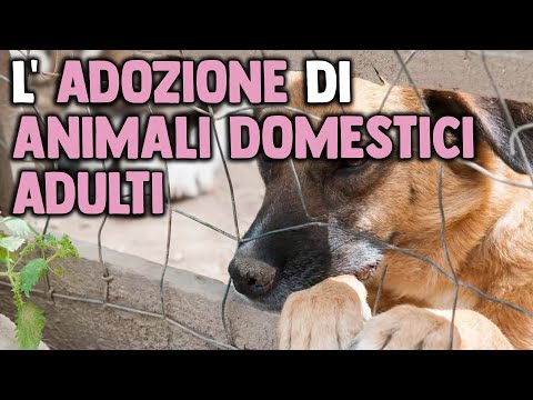 Video: Adozione di animali adulti