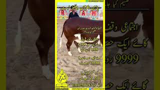 #donate #cow #charity #sadqa #eiduladha2023 #zakat #animals #aqiqah #cattlefarm #bull #qurbani