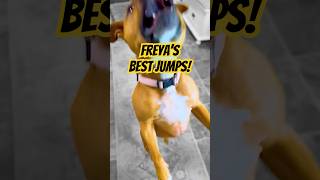 How many jumps?  #shorts