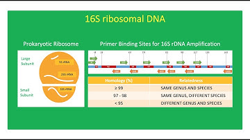 How To Interpret 16S rDNA Sequence Homology 🧬🧫