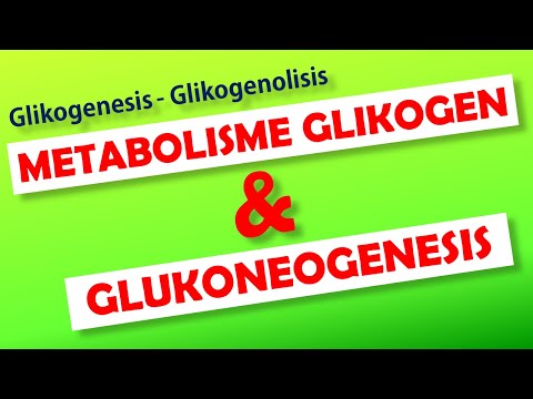 Metabolisme Glikogen & Glukoneogenesis #Glikogenolisis #Glikogenesis #Glukoneogenesis