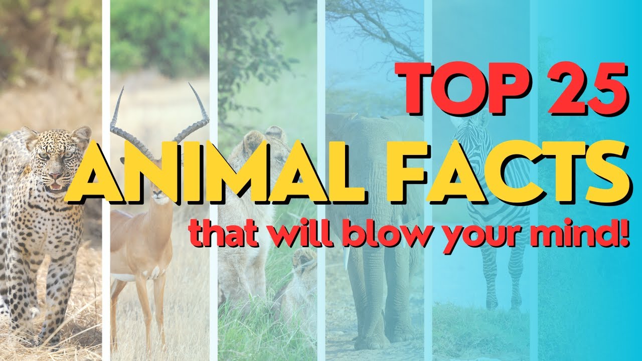 TOP 25 Animal Facts That Will Blow Your Mind! - YouTube