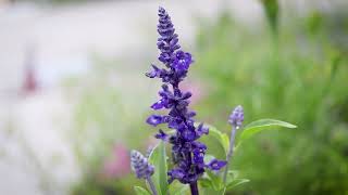 Blue Annual Salvia (Salvia farinacea)