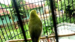 pleci montanus (monty) ngetrok gacor #monroe