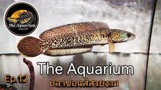 The Aquarium​ (ปลาช่อนสีสวยงาม)​🐟Ep.12​