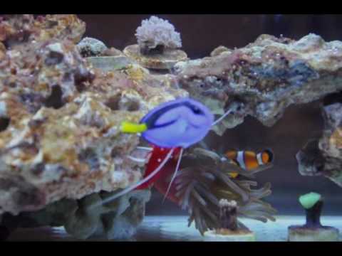 Fire Shrimp Cleaning Blue Tang Youtube