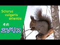 エゾリスが木から木へとジャンプ。その後食事【北海道の野生動物】