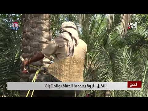لحج... مزارعون يناشدون لمواجهة أضرار الطيور والجفاف على نخيلهم