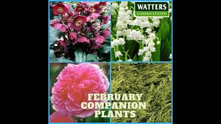 Best Companion Plants Best Planted in February