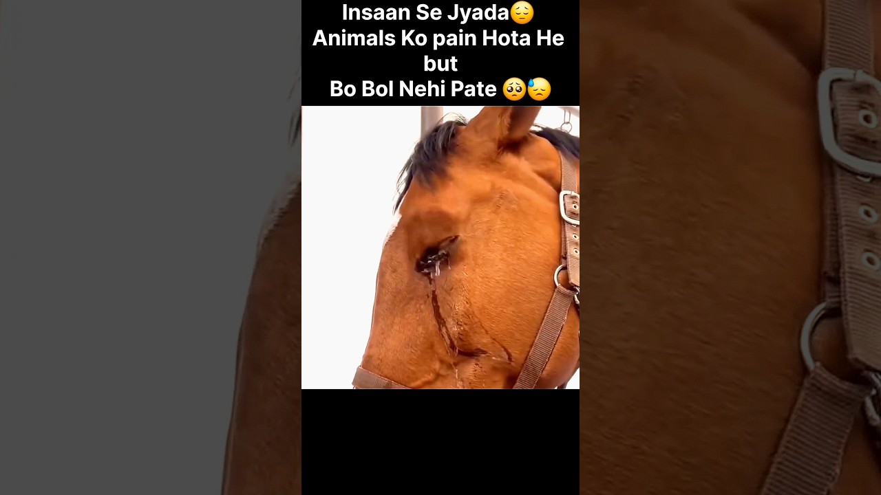 Horse sad video 😢 |animals sad moment 🥺 