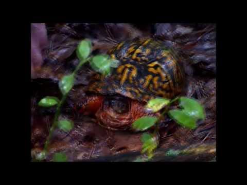 Finding & Feeding Wild Box Turtle