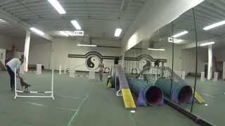 Cocker Spaniel Junior Agility Training beginner 08/02/2015 Miami
