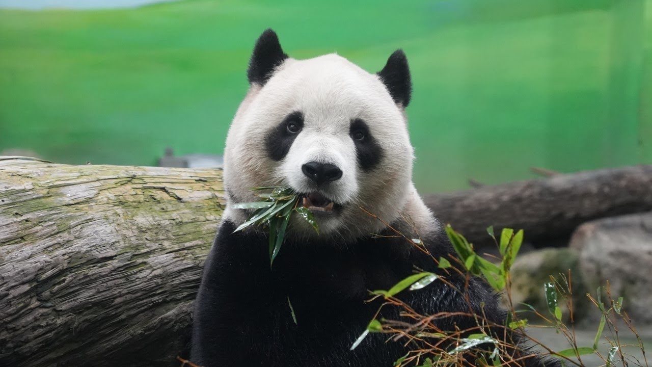 20260118 (11:38) 圓寶吃過一些點心後，在室內展場來回走動少休息，午餐的竹葉飯留到下午吃，都是成長過程的一部分，要加油喔！ | Giant Panda Yuan Bao