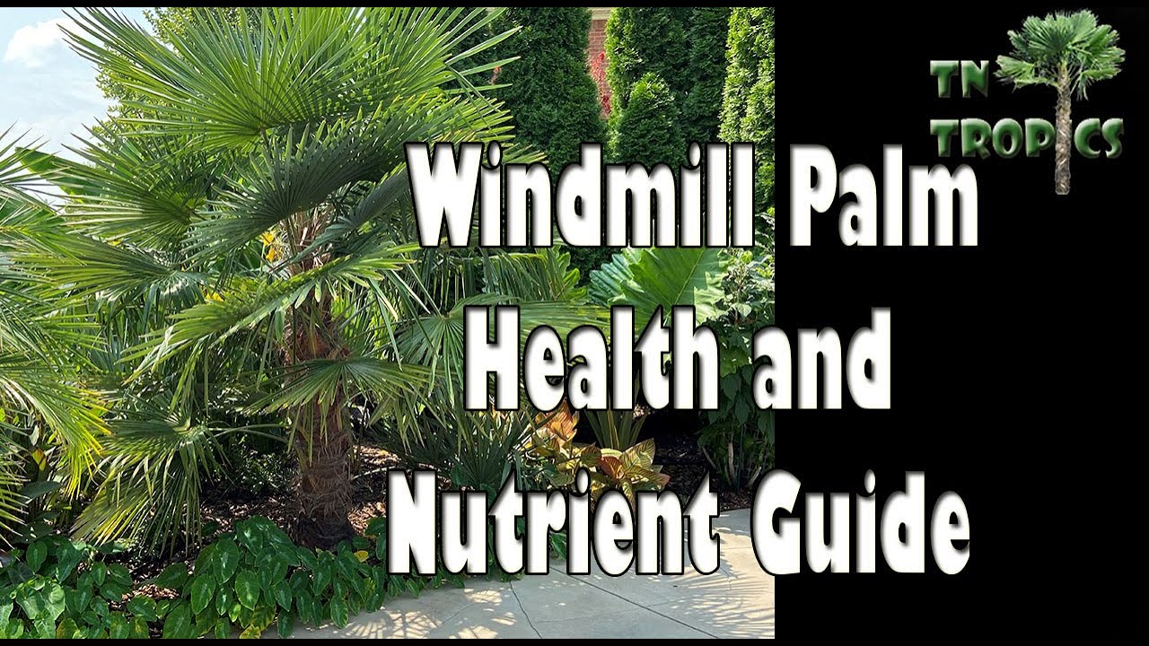 Is my Windmill healthy?  Palm health and nutrient guide.