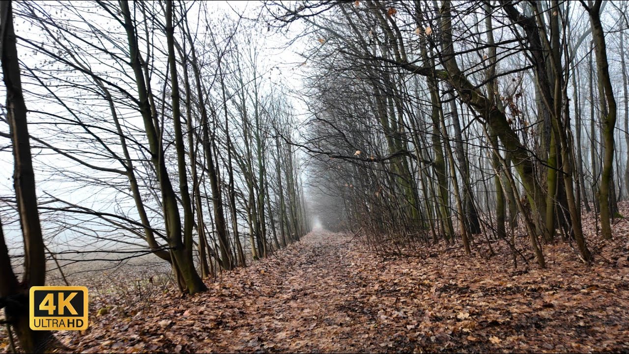 Misty Woodland Path Walk | Calm Nature Ambience 4K  | Poland