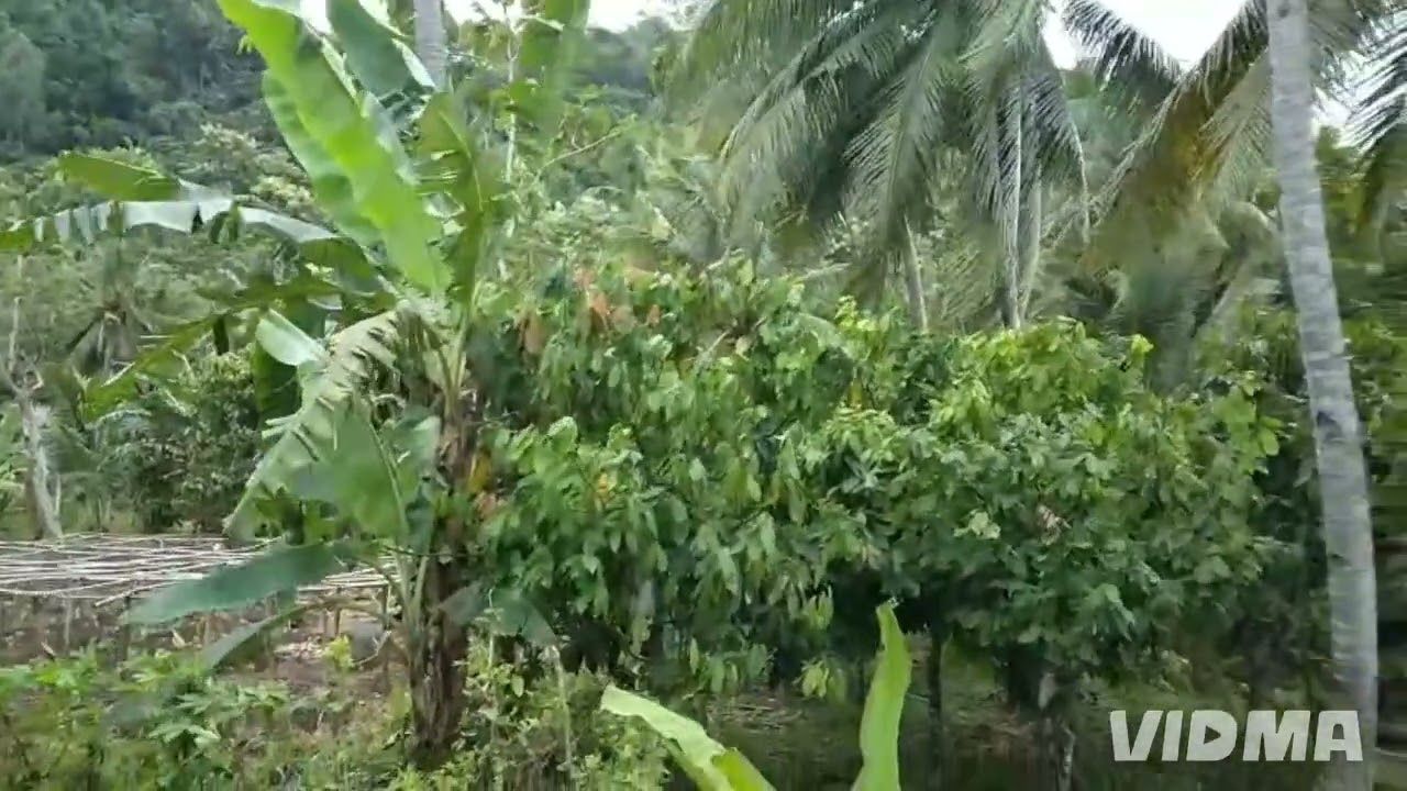 Pinggiran desa yang sejuk @JalanHidup-f3j 