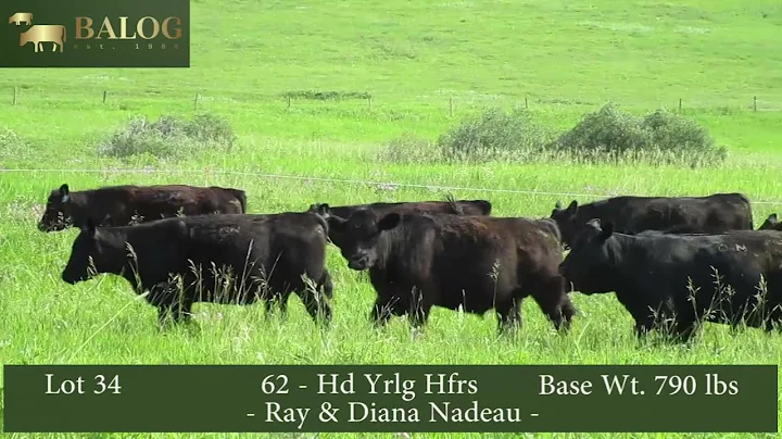 Lot 34 Ray & Diana Nadeau Yrlg Hfrs