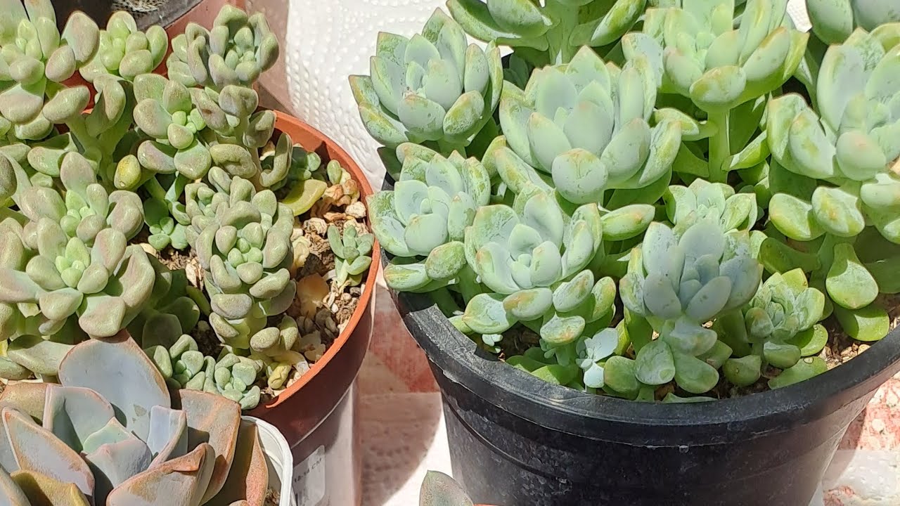 Kahramanmaraş yolcusu mutluluklar getirsin 🥰