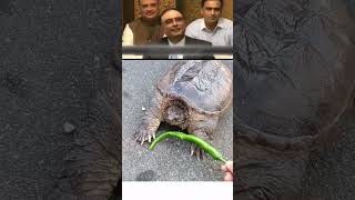 Tortoise doesn’t like pepper #shorts #viral