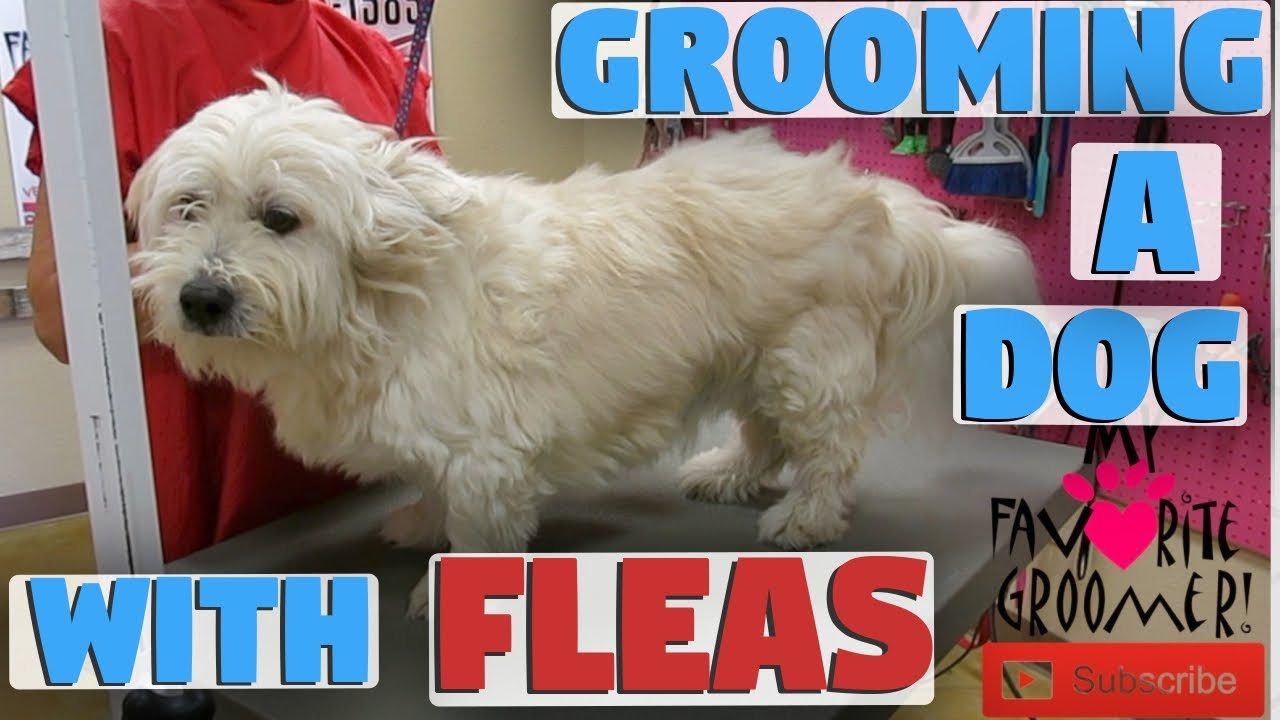 will a groomer take a dog with fleas