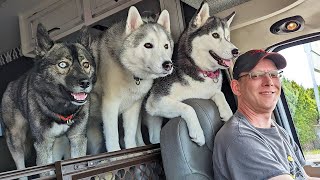 The Dogs Are On The Road Again | Camping With Dogs!