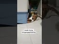 #shorts#catsplaying#cat#furbaby #catsofyoutube