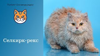 Селкирк рекс