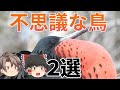 【ゆっくり解説】オオグンカンドリ・ハイイロホシガラスはどんな鳥?