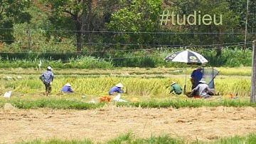 Cảnh thu hoạch lúa của bà con ở nông thôn. Hình ảnh đồng quê còn giữ lại