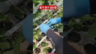 딸기 런너 심는법(2025.05.27) 손사장님하우스 #딸기모종 키운기
