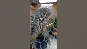 Thumbnail of ❤️🦉Great Grey Owl hooting deep calls 🦉#shorts #birds #owl #song #love  #cute #pets