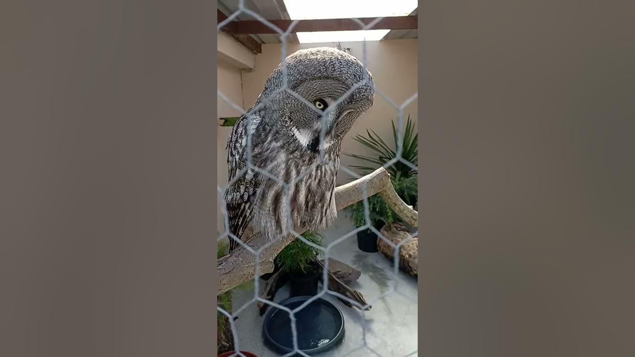 ❤️🦉Great Grey Owl hooting deep calls 🦉#shorts #birds #owl #song #love  #cute #pets
