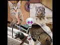 Edit моего котёнка!