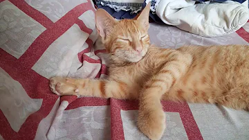 Como tratar inchaço em gatos?