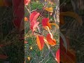 Тиха фортепіанна музика для релаксу