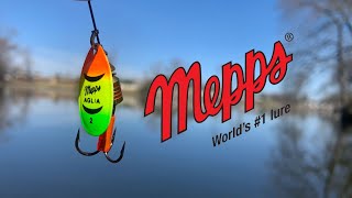 Mepps Spinner Fishing! (Bass Feeding Frenzy)