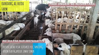 Download Lagu DOMBA TEKSEL BELI 10 GRATIS 1⁉️ REVIEW HARGA DOMBA DI KANDANG AL HUDA @pakhuriwonglugu3096  MP3