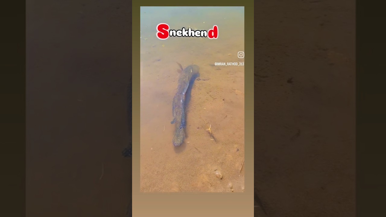 Snekhend Fish Release in @ifisher