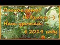 Наш урожай в 2019 году. Плохое лето? Не думаю :-))