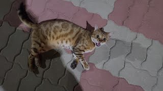 고양이 밥 주는 사람의 위엄 고양이 밥 주는 사람의 위엄